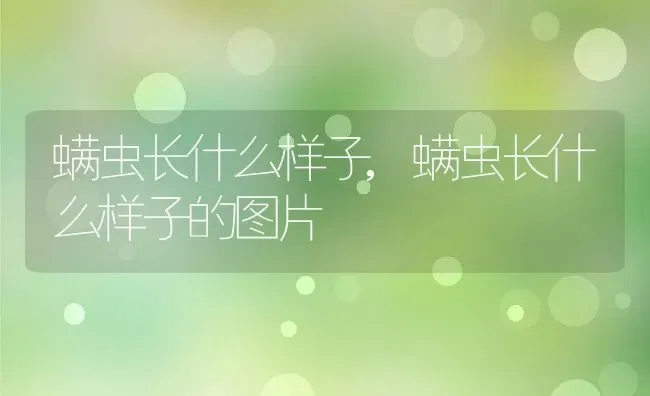 螨虫长什么样子,螨虫长什么样子的图片 | 宠物百科知识