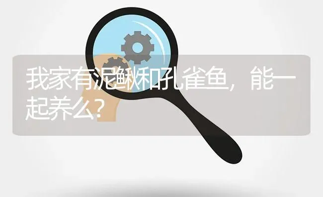 我家有泥鳅和孔雀鱼，能一起养么？ | 鱼类宠物饲养