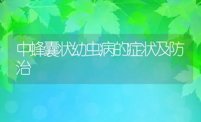 中蜂囊状幼虫病的症状及防治 | 动物养殖百科