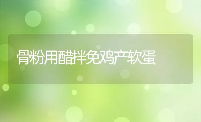 骨粉用醋拌免鸡产软蛋 | 动物养殖学堂