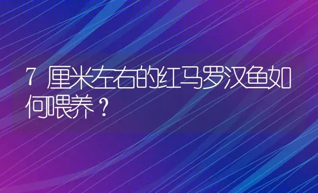 7厘米左右的红马罗汉鱼如何喂养？ | 鱼类宠物饲养