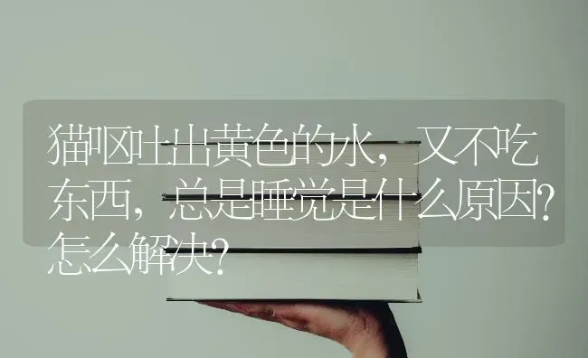 猫呕吐出黄色的水，又不吃东西，总是睡觉是什么原因?怎么解决？ | 动物养殖问答