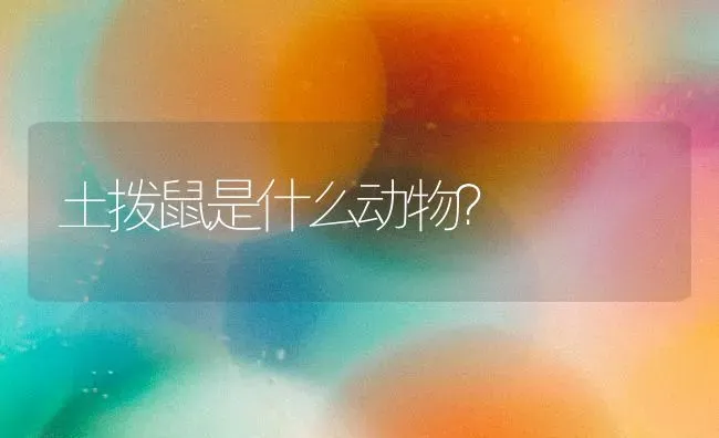 土拨鼠是什么动物？ | 动物养殖问答