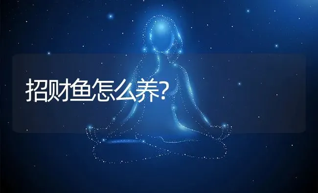 招财鱼怎么养？ | 鱼类宠物饲养