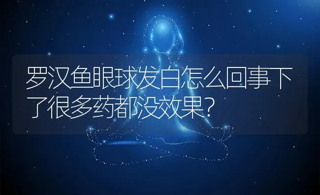 罗汉鱼眼球发白怎么回事下了很多药都没效果？ | 鱼类宠物饲养