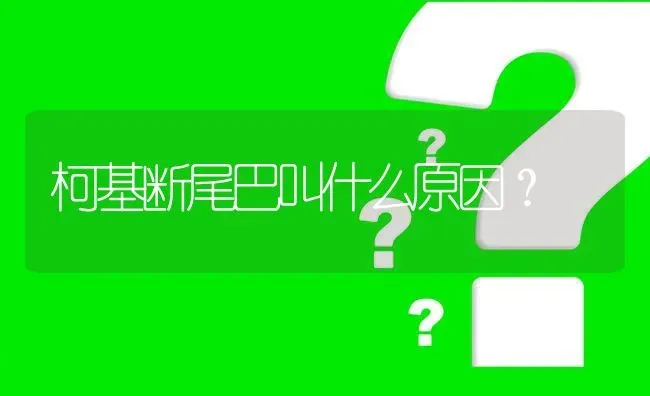 柯基断尾巴叫什么原因？ | 动物养殖问答