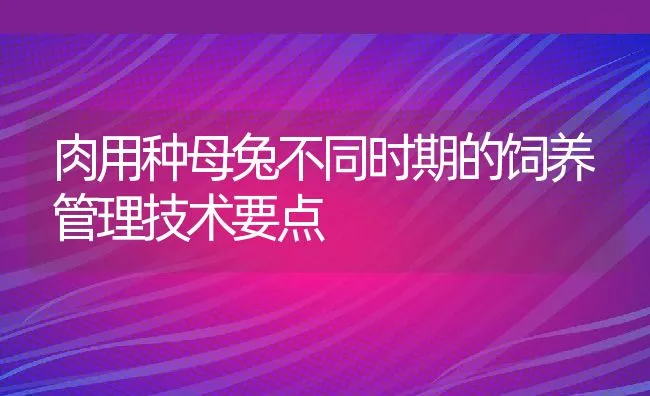 肉用种母兔不同时期的饲养管理技术要点 | 动物养殖学堂