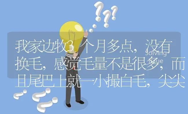 我家边牧3个月多点，没有换毛，感觉毛量不是很多，而且尾巴上就一小撮白毛，尖尖的。胸口上的毛也很稀少？ | 动物养殖问答