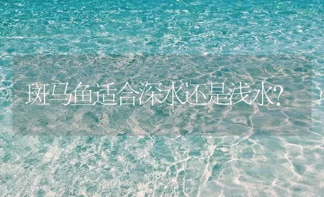 斑马鱼适合深水还是浅水？ | 鱼类宠物饲养