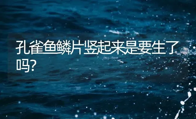 孔雀鱼鳞片竖起来是要生了吗？ | 鱼类宠物饲养