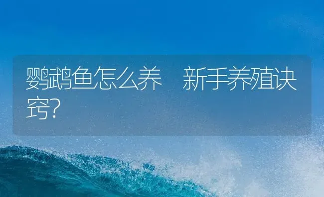 鹦鹉鱼怎么养 新手养殖诀窍？ | 鱼类宠物饲养