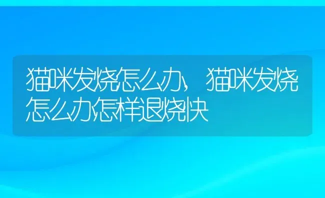 猫咪发烧怎么办,猫咪发烧怎么办怎样退烧快 | 宠物百科知识