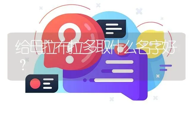 给母拉布拉多取什么名字好？ | 动物养殖问答