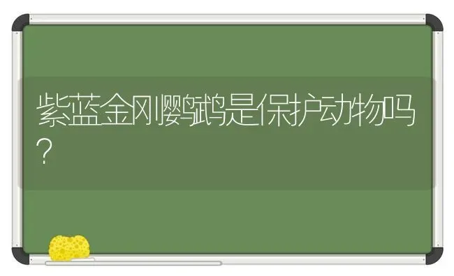 紫蓝金刚鹦鹉是保护动物吗？ | 动物养殖问答