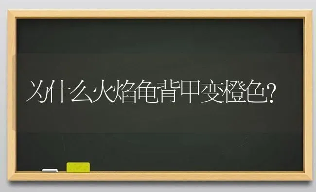 为什么火焰龟背甲变橙色？ | 动物养殖问答