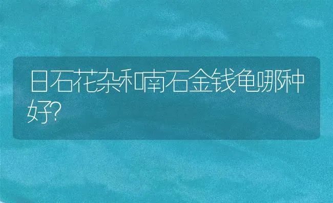 日石花杂和南石金钱龟哪种好？ | 动物养殖问答