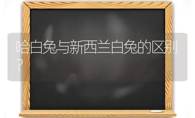 哈白兔与新西兰白兔的区别？ | 动物养殖问答