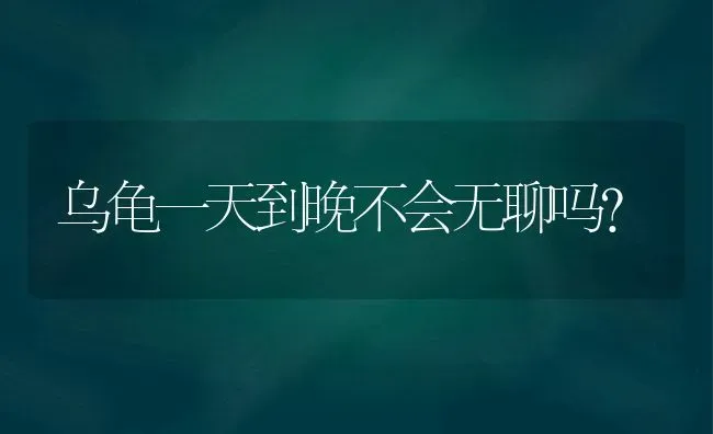 乌龟一天到晚不会无聊吗？ | 动物养殖问答