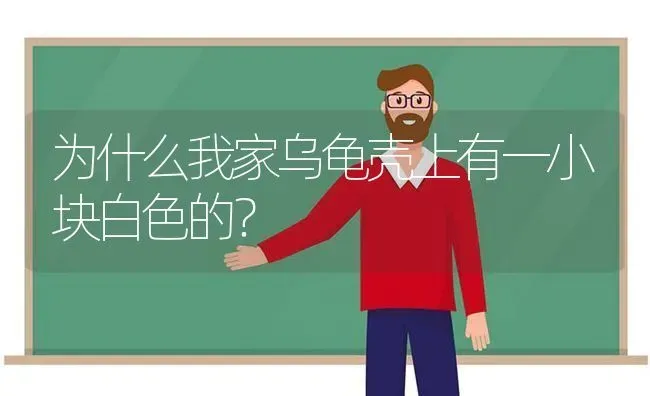 为什么我家乌龟壳上有一小块白色的？ | 动物养殖问答