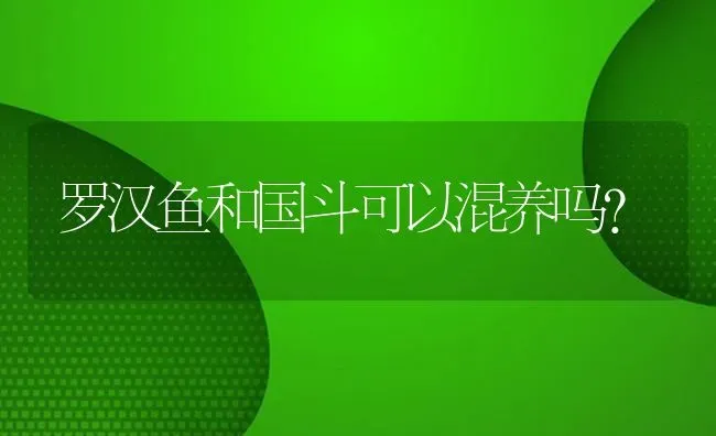 罗汉鱼和国斗可以混养吗？ | 鱼类宠物饲养