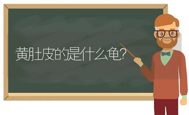 黄肚皮的是什么龟？ | 动物养殖问答