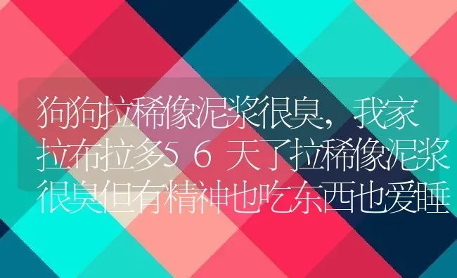 狗狗拉稀像泥浆很臭,我家拉布拉多56天了拉稀像泥浆很臭但有精神也吃东西也爱睡觉怎么样才能快速止泻？ | 宠物百科知识