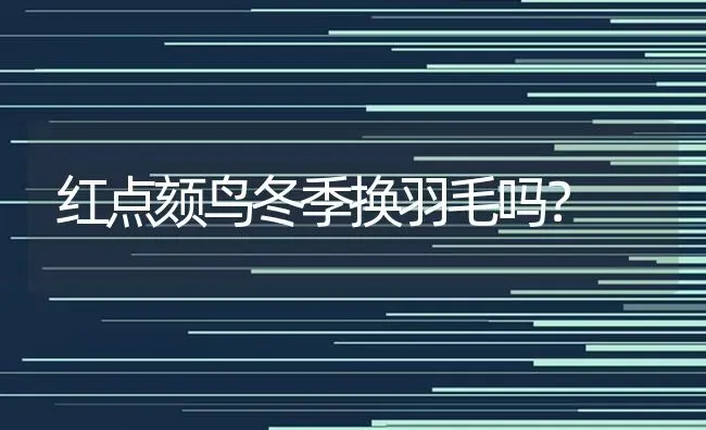 头盔蛋龟苗，怎么在北方安全冬眠？ | 动物养殖问答