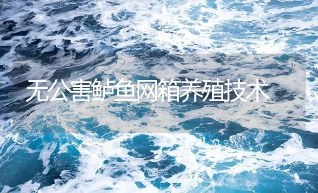 无公害鲈鱼网箱养殖技术 | 海水养殖技术