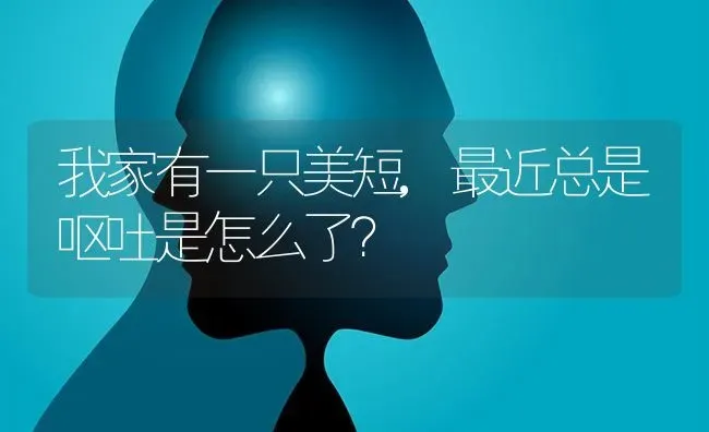 我家有一只美短,最近总是呕吐是怎么了？ | 动物养殖问答