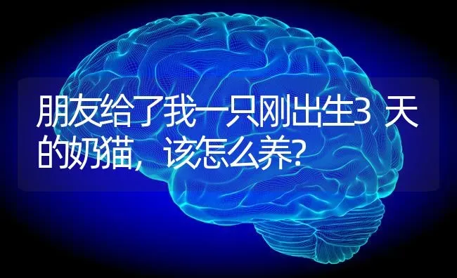 朋友给了我一只刚出生3天的奶猫，该怎么养？ | 动物养殖问答