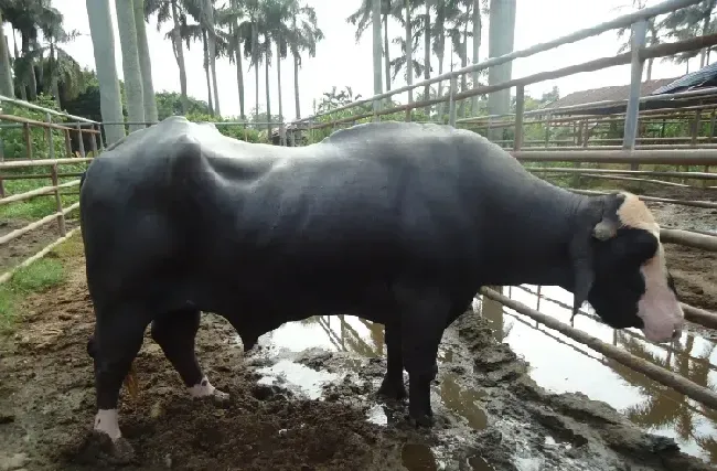 尼里拉菲水牛