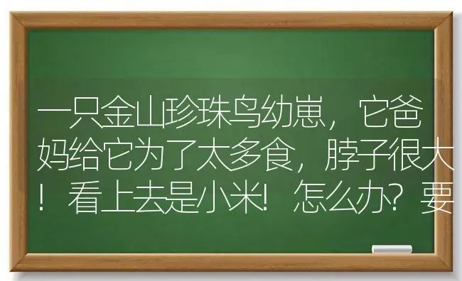 一只金山珍珠鸟幼崽，它爸妈给它为了太多食，脖子很大!看上去是小米!怎么办?要自己喂吗?能饿几天喂吗？ | 动物养殖问答