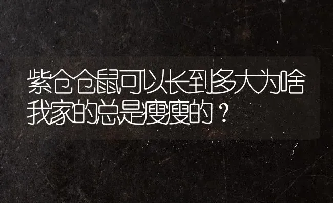 2021年还能不能养猫？ | 动物养殖问答