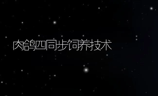 肉鸽四同步饲养技术 | 动物养殖饲料