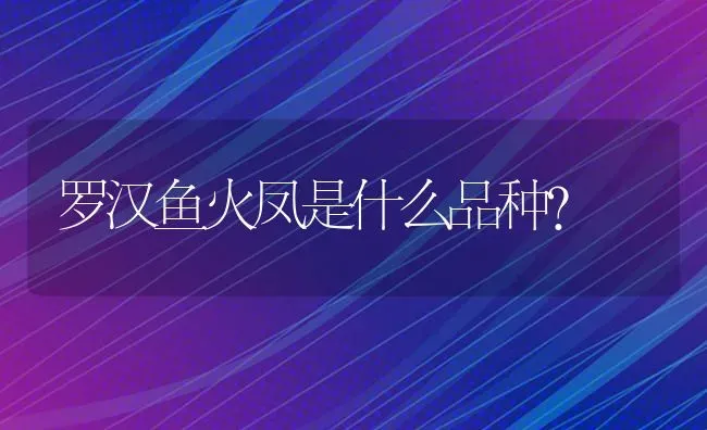 罗汉鱼火凤是什么品种？ | 鱼类宠物饲养