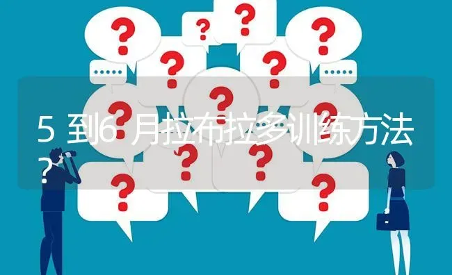 5到6月拉布拉多训练方法？ | 动物养殖问答