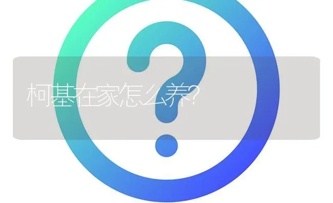 柯基在家怎么养？ | 动物养殖问答