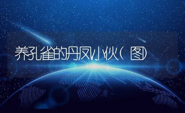 养孔雀的丹凤小伙(图) | 动物养殖教程