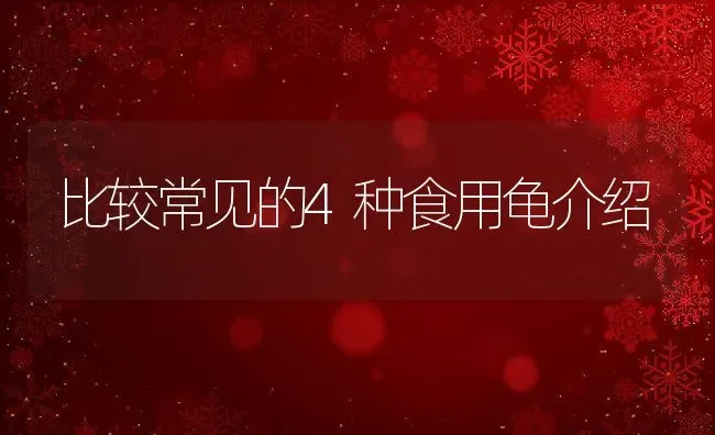 比较常见的4种食用龟介绍 | 动物养殖百科