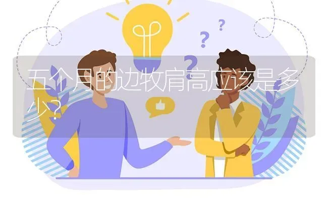 五个月的边牧肩高应该是多少？ | 动物养殖问答