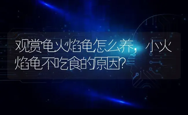 发情母猫怎么剃毛？ | 动物养殖问答