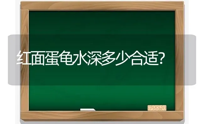 红面蛋龟水深多少合适？ | 动物养殖问答