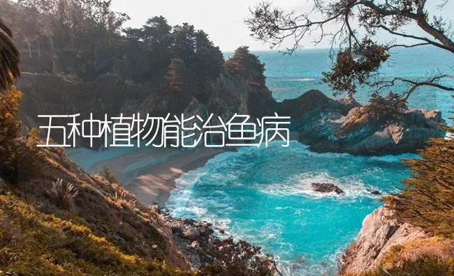 五种植物能治鱼病 | 海水养殖技术