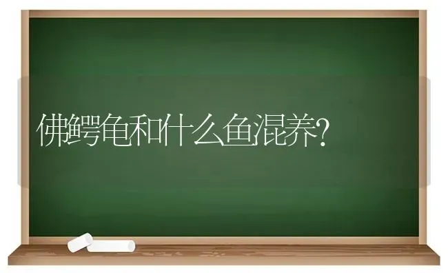 佛鳄龟和什么鱼混养？ | 动物养殖问答