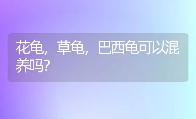 拉布拉多犬老啃拖鞋怎么办？ | 动物养殖问答