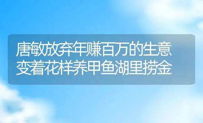 唐敏放弃年赚百万的生意 变着花样养甲鱼湖里捞金 | 动物养殖百科