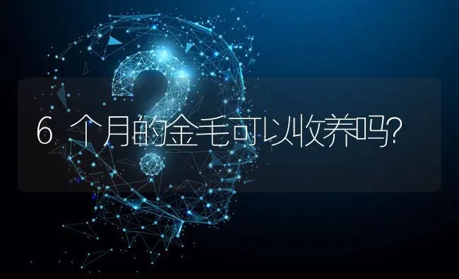 6个月的金毛可以收养吗？ | 动物养殖问答