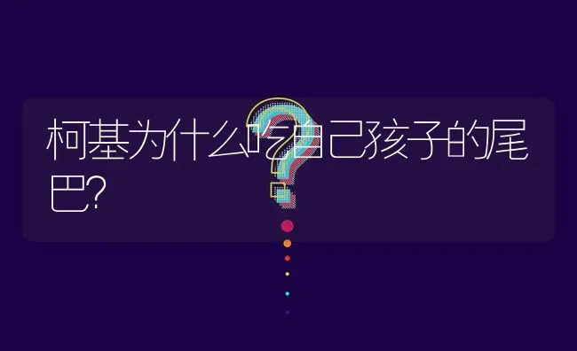 柯基为什么吃自己孩子的尾巴？ | 动物养殖问答