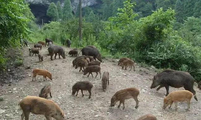 如何利用大豆养野猪