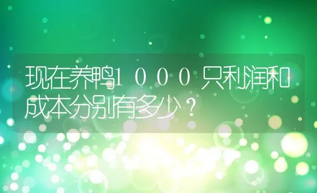 现在养鸭1000只利润和成本分别有多少？ | 动物养殖百科